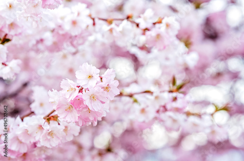 Beautiful pink blooming sakura branch. Natural floral background. Spring season