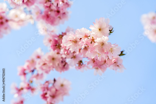 Pink cherry blossom branch at blue sky background at springtime. Beautiful blooming sakura flowers