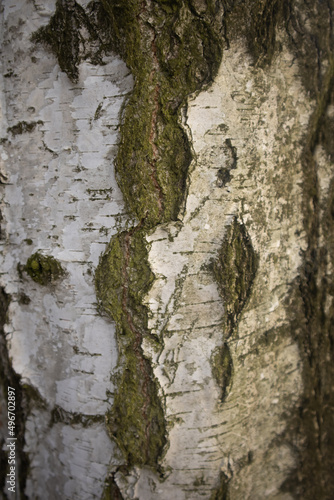 Birch bark, tree close-up. Concept for wallpaper, texture, postcard, banner . High quality photo
