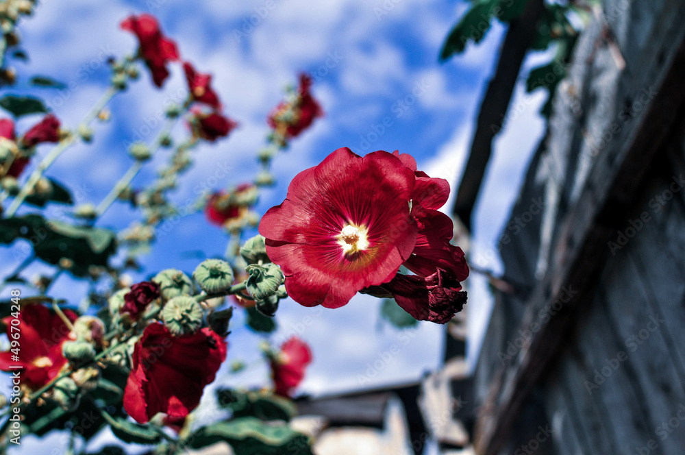 Crimson mallow in grandma's garden. More fluffy clouds on horizon. Plants' photography. Ukrainiane national flowers. Crimson mallow in grandma's garden. More fluffy clouds on horizon. Plants' photography. Ukrainiane national flowers.