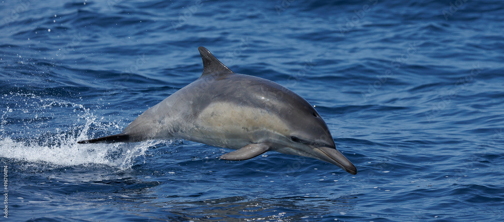 Obraz premium Dolphin Jumping