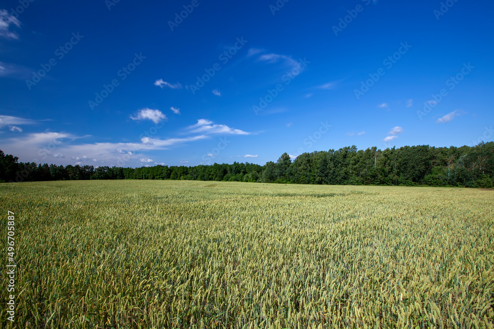 an agricultural field where cereal wheat is grown an agricultural field where cereal wheat is grown