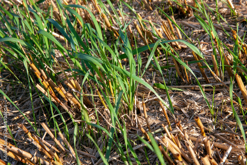 cereal plants during cultivation in the field in summer cereal plants during cultivation in the field in summer