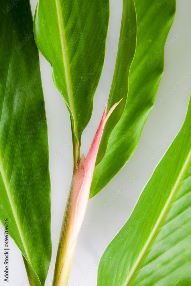 Fototapeta premium Flower