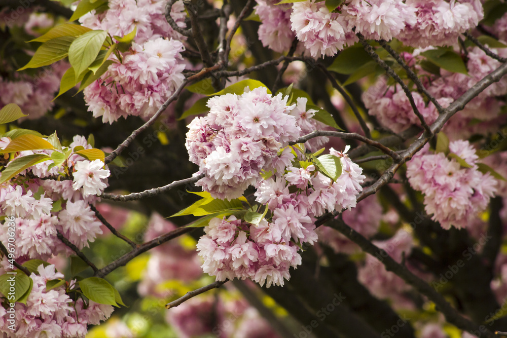 Close-up taken of cherry tree,beautiful blooming in spring,backgrounds