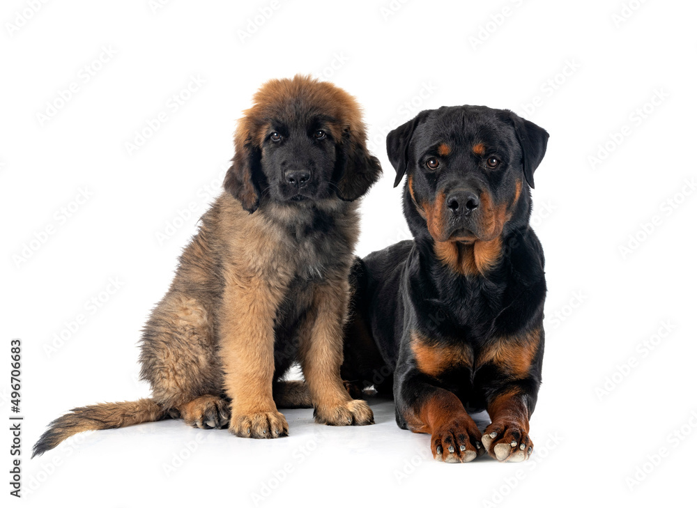 young Leonberger and rottweiler