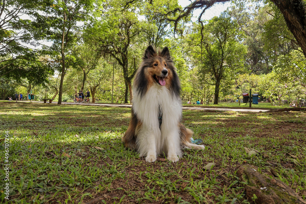 Ibirapuera Park, Sao Paulo, Brazil - Tour with Sheltie dog