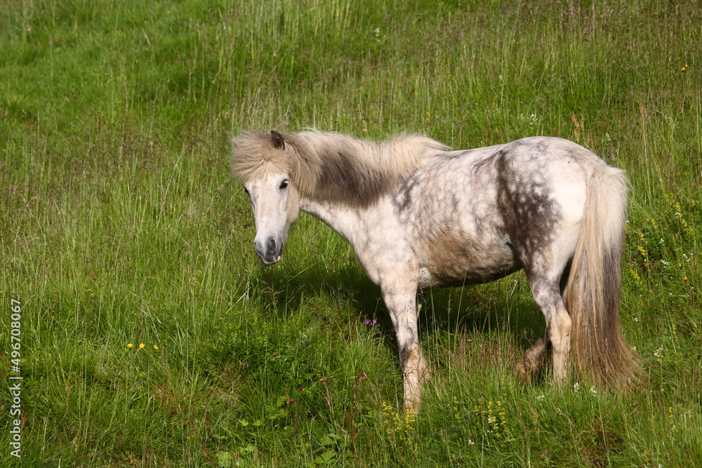 Islandpferd / Icelandic horse / Equus ferus caballus