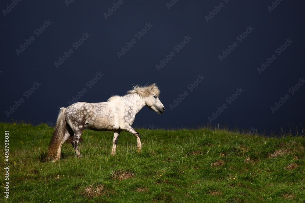 Fototapeta premium Islandpferd / Icelandic horse / Equus ferus caballus