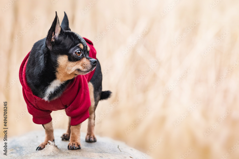 Chihuahua dog in clothes. Pet on a blurred background. Chihuahua dog in clothes. Pet on a blurred background.