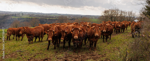 Large group of cattle on green grass pasture