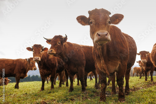 Fototapeta Naklejka Na Ścianę i Meble -  Group of cattle on green grass pasture