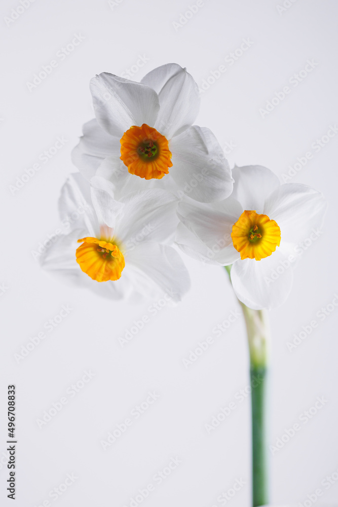 Pure blossom Amaryllidaceae flower in macro Pure blossom Amaryllidaceae flower in macro