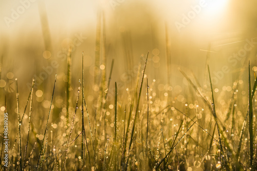 Meadow grass with dew drops in morning light close-up