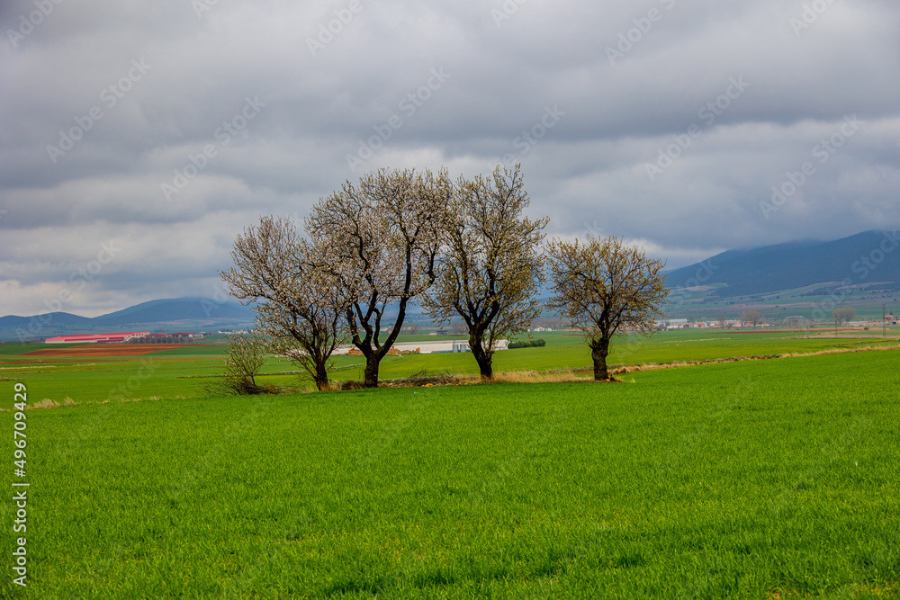 spring landscape from aragon in spain with three flowering trees in a cloudy day spring landscape from aragon in spain with three flowering trees in a cloudy day