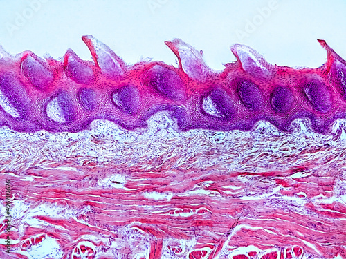 rabbit tongue cross section under the microscope showing filiform papillae, taste buds, submucosa and muscle - optical microscope x200 magnification photo