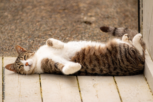 Sun Baiting Centralian Kitty photo