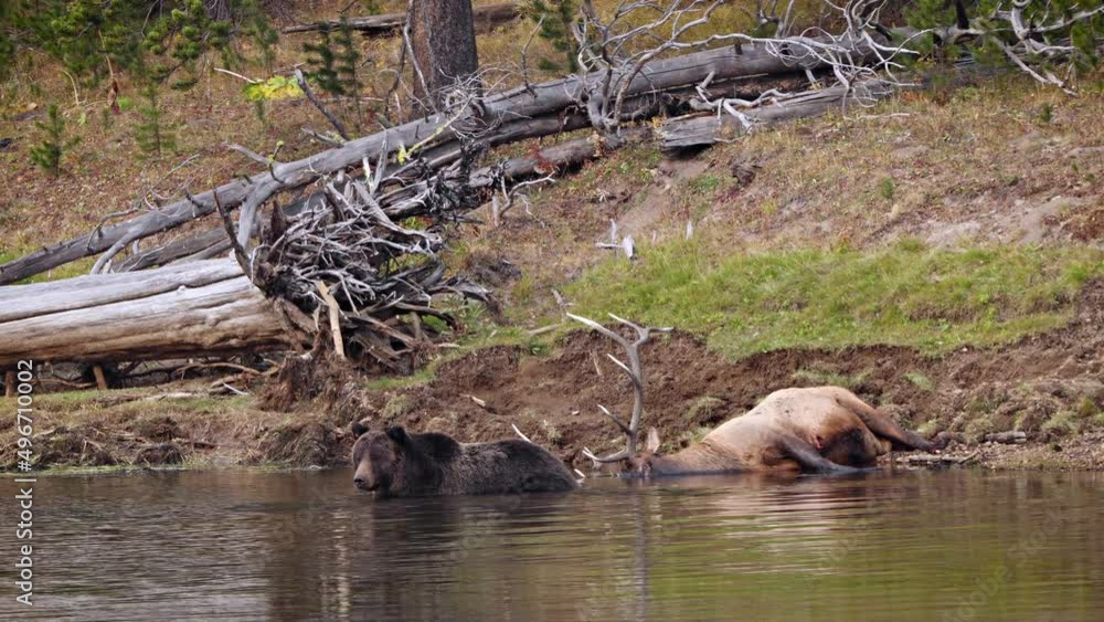 Grizzly Bear with a recently killed elk on the shore of the Yellowstone River in Yellowstone National Park, Wyoming. Grizzly Bear with a recently killed elk on the shore of the Yellowstone River in Yellowstone National Park, Wyoming.