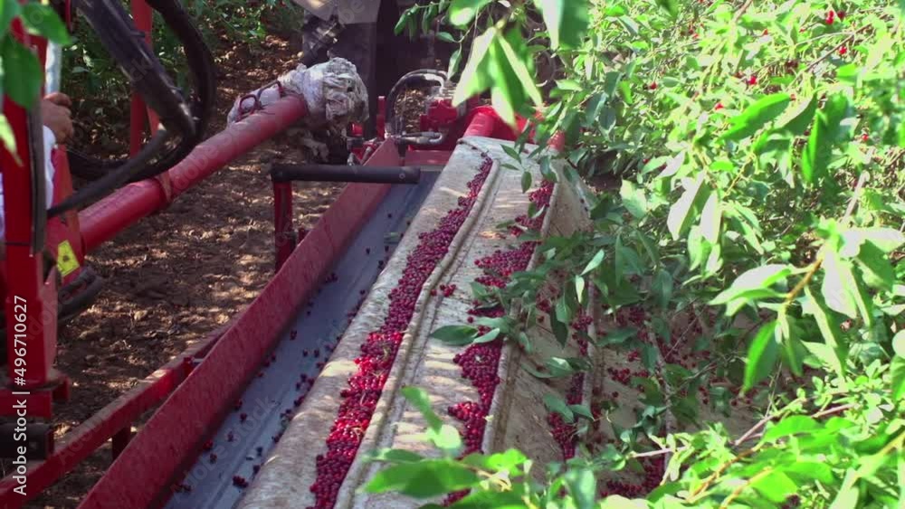Cherry harvesting. There are a lot of ripe cherries left on the branches. A rich harvest of berries. Cherry harvesting. There are a lot of ripe cherries left on the branches. A rich harvest of berries.