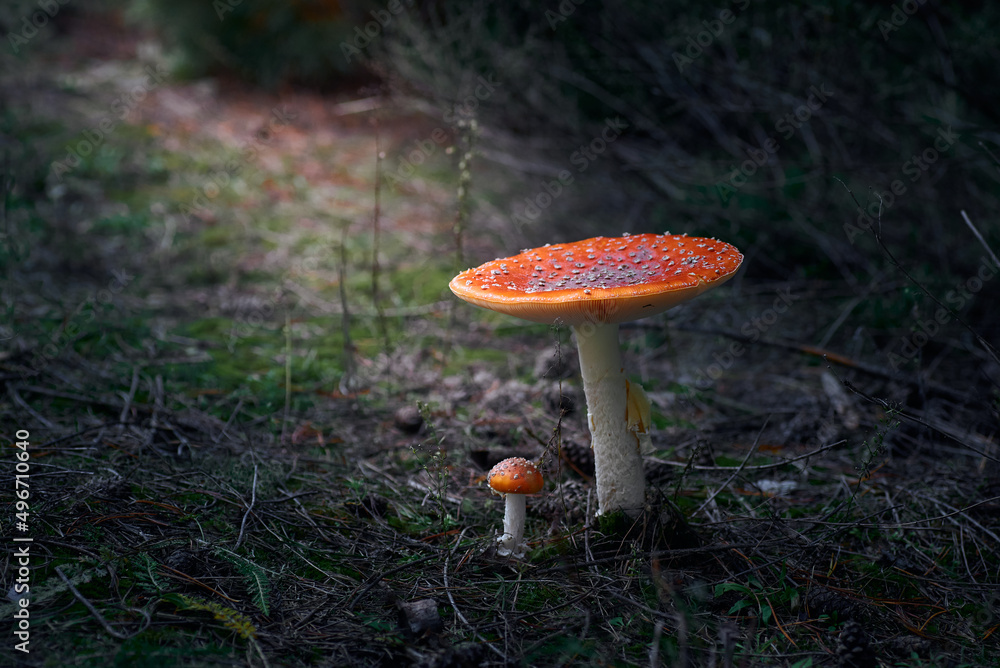 amanita muscaria fly agaric, big and small mushrooms in the forest amanita muscaria fly agaric, big and small mushrooms in the forest