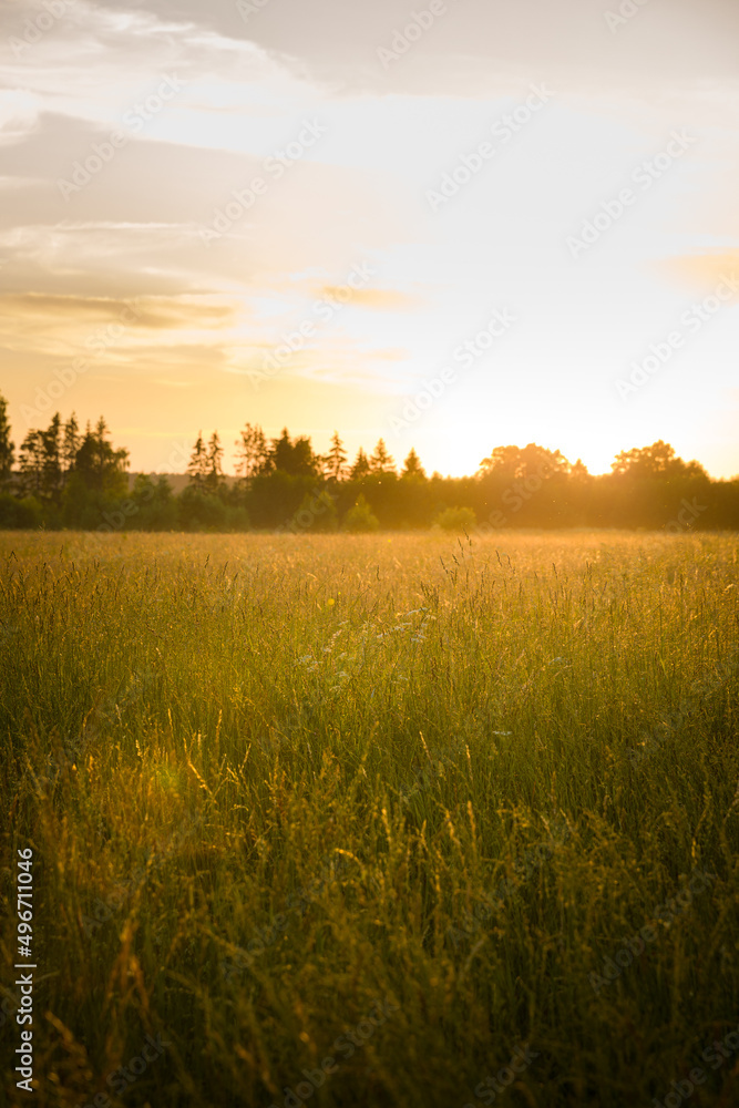 field of flowers on beautiful sunset background in colorful tones, soft focus and blur field of flowers on beautiful sunset background in colorful tones, soft focus and blur