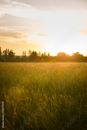 field of flowers on beautiful sunset background in colorful tones, soft focus and blur © goodmoments