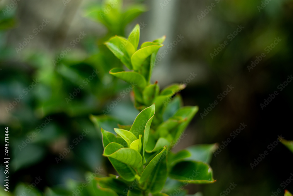 leaves leaves