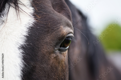 Horse Close Up