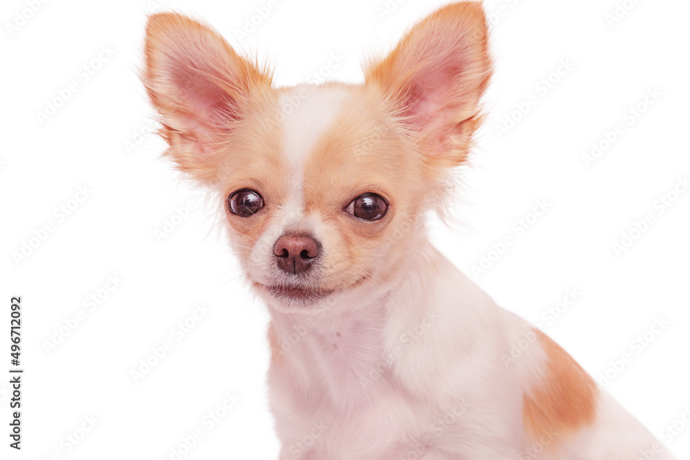 White with red spots dog breed Chihuahua on a white background. Portrait of a dog. White with red spots dog breed Chihuahua on a white background. Portrait of a dog.
