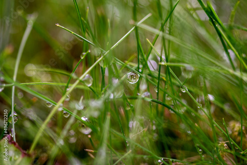 Droplets On Grass