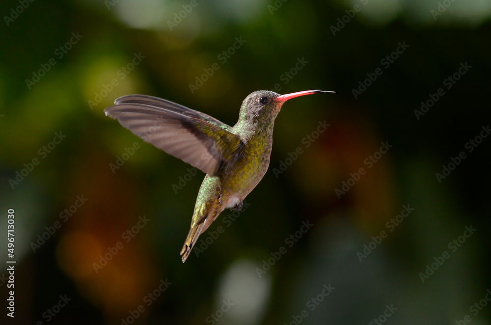Fototapeta premium Colibrí bronceado volando