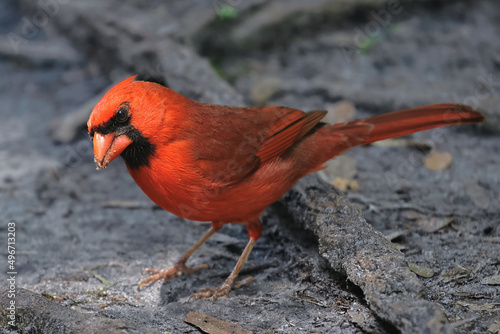Male Cardinal on Ground Looking at Camera