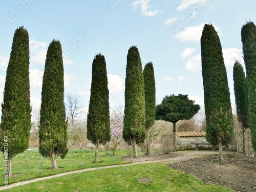 Zypressen im Arboretum Ellerhoop