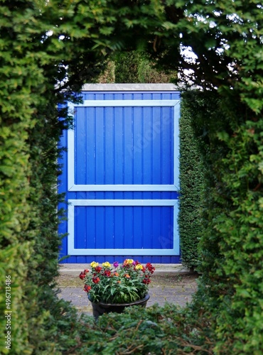 Blaue Holztür hinter Heckenschnitt