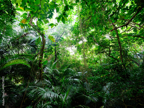石垣島のジャングル © makieni
