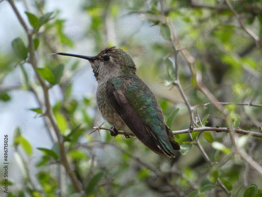 Fototapeta premium hummingbird on a branch