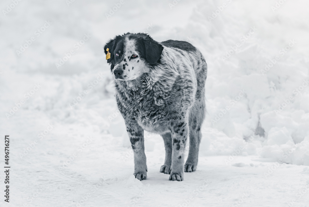 Naklejka premium Homeless dog on the snow.