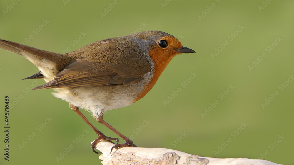 Robin sitting on a branch in a wood in the UK Robin sitting on a branch in a wood in the UK