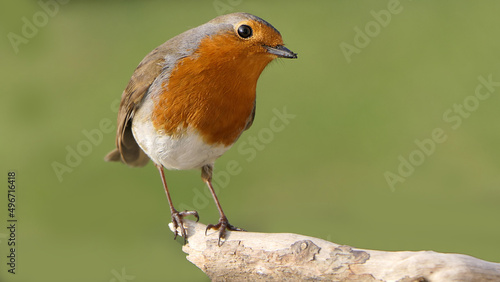 Robin sitting on a branch in a wood in the UK