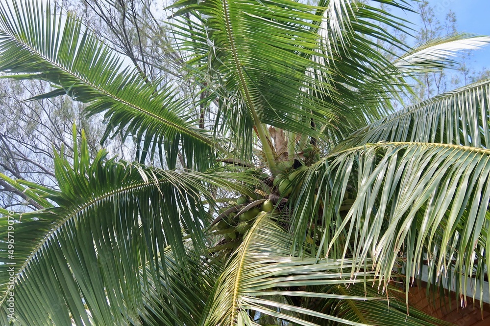 Obraz premium coconut palm tree on blue sky