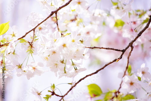 公園で咲く桜の花 © rika_portrait