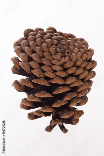 pine cone isolated on white