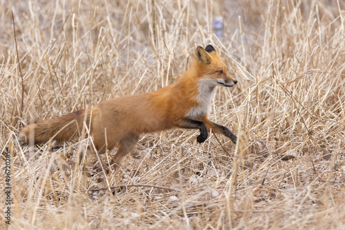 Fototapeta Naklejka Na Ścianę i Meble -  Female red fox in spring
