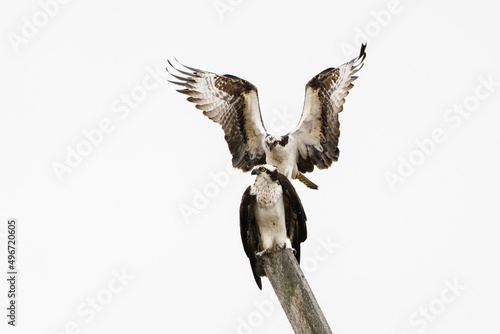 Osprey isolated on white background prepares to mate