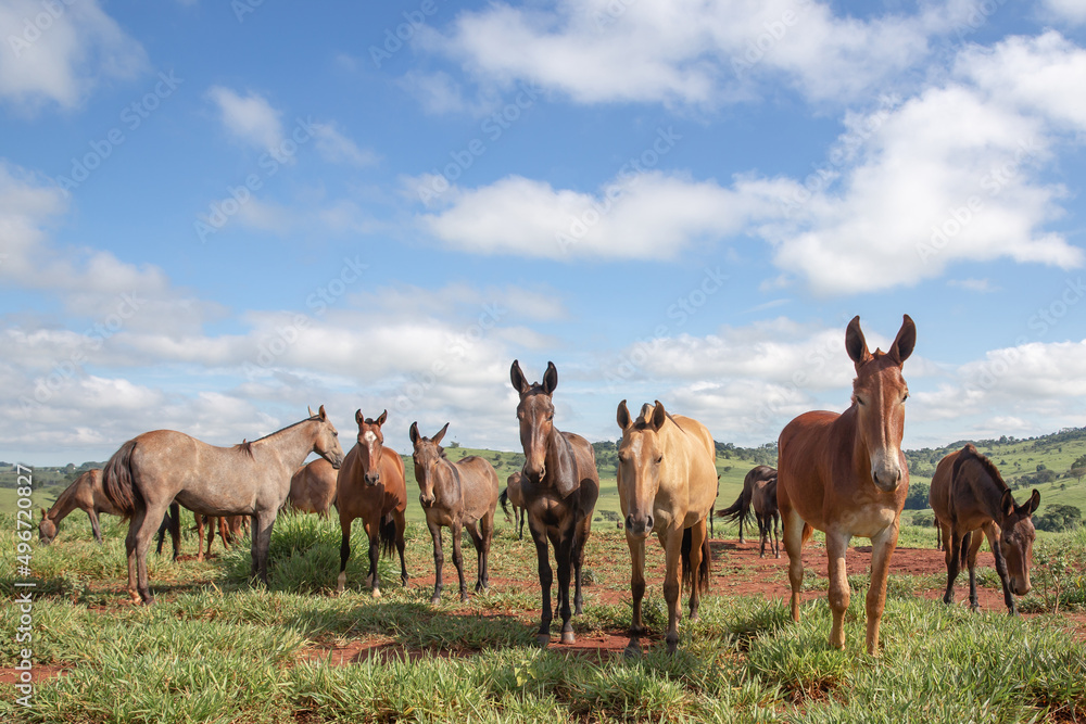 Group of Mangalarga Marchador horses and mares loose in the green pasture. Mares and foals on the farm loose.