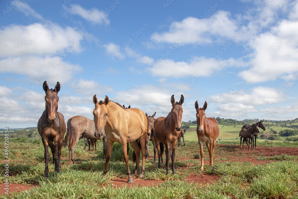 Group of Mangalarga Marchador horses and mares loose in the green pasture. Mares and foals on the farm loose.