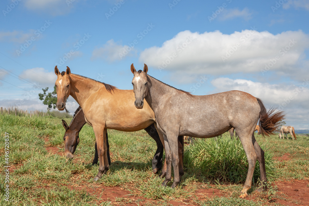 Group of Mangalarga Marchador horses and mares loose in the green pasture. Mares and foals on the farm loose.