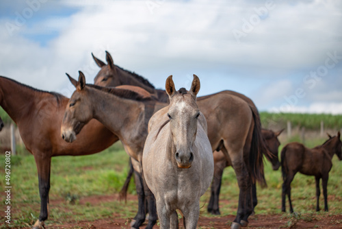Group of Mangalarga Marchador horses and mares loose in the green pasture. Mares and foals on the farm loose. © Belarmino