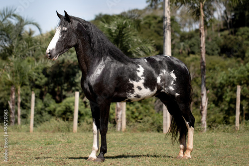 Wonderful piebald horse of the Mangalarga Marchador breed. Animal training and taming concept. Characteristic posture of the breed.