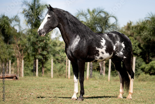Wonderful piebald horse of the Mangalarga Marchador breed. Animal training and taming concept. Characteristic posture of the breed.